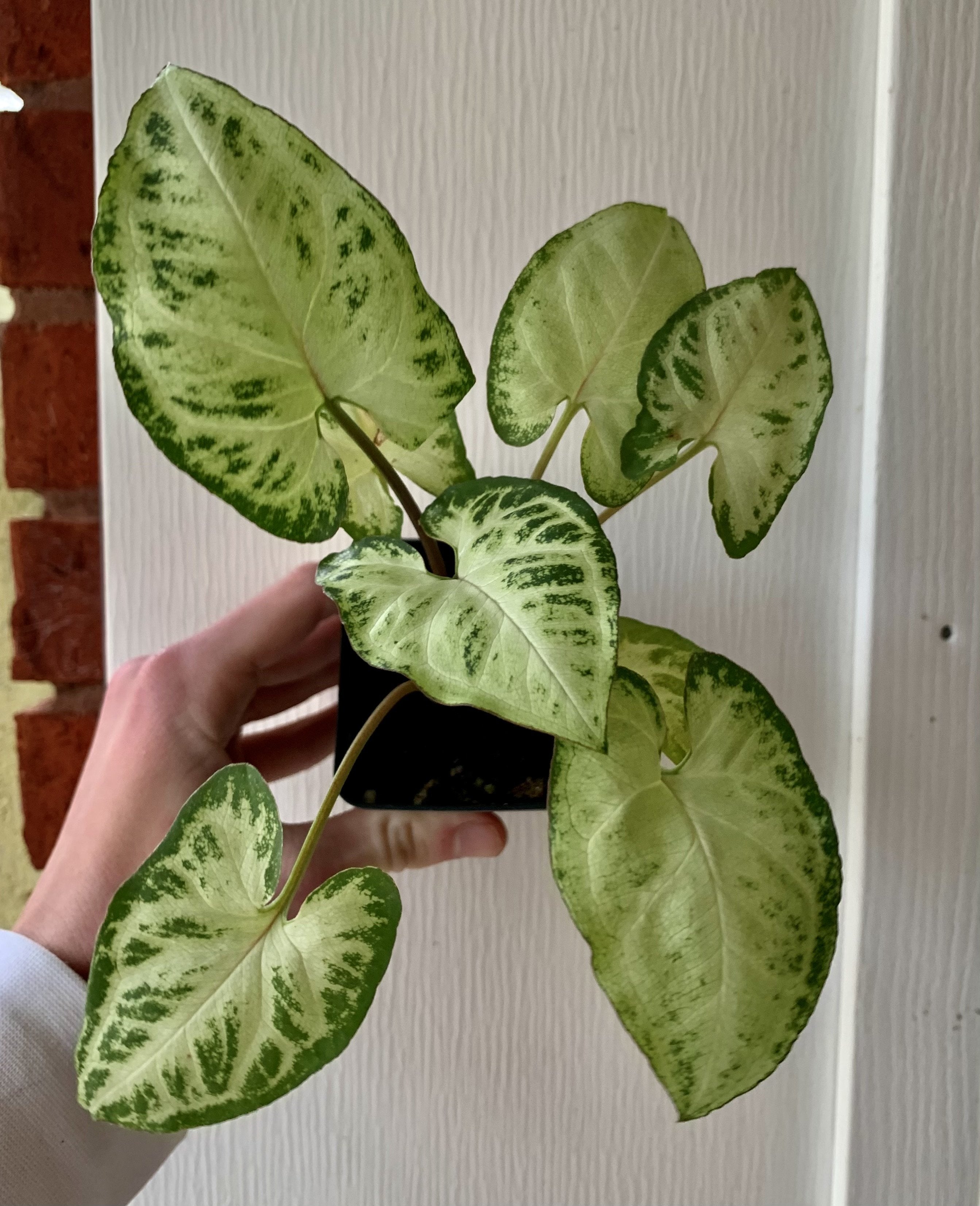 Plants
