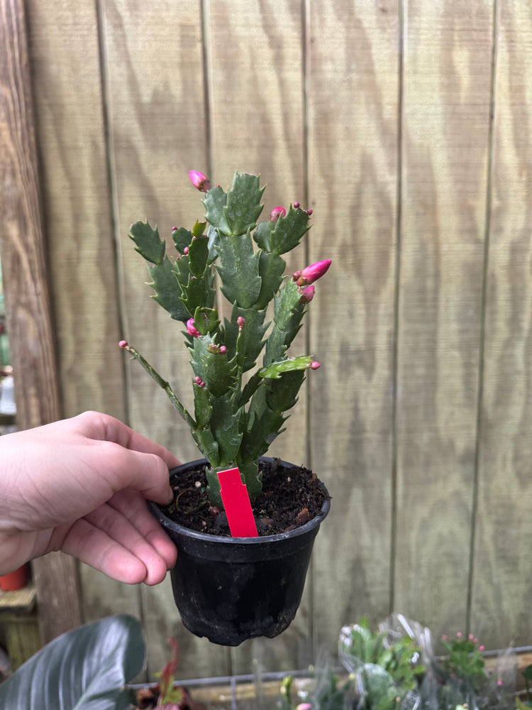 4” Holiday Cactus