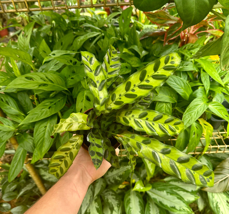 4” Calathea “Rattlesnake”