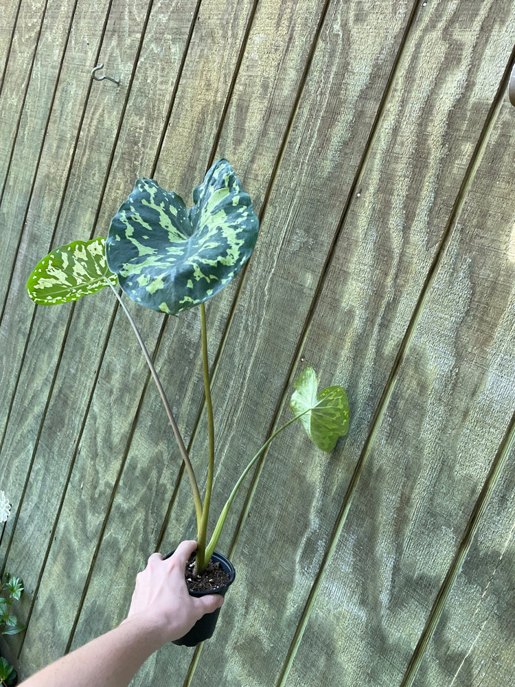 4” Alocasia Hilo Beauty