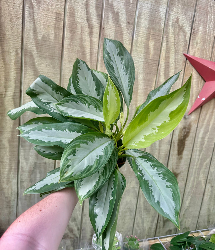 6” Aglaonema