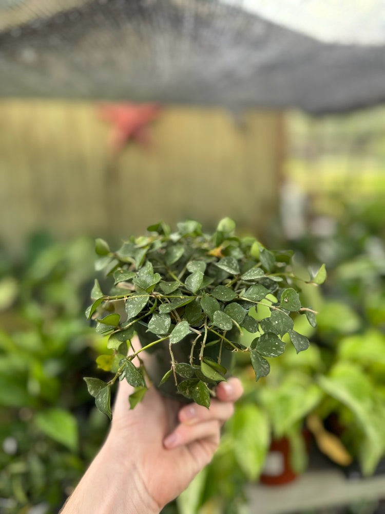 4” Hoya Curtisii