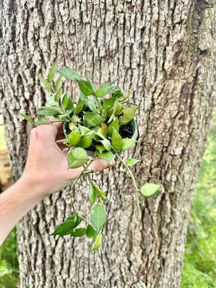 4” Hoya Lacunosa