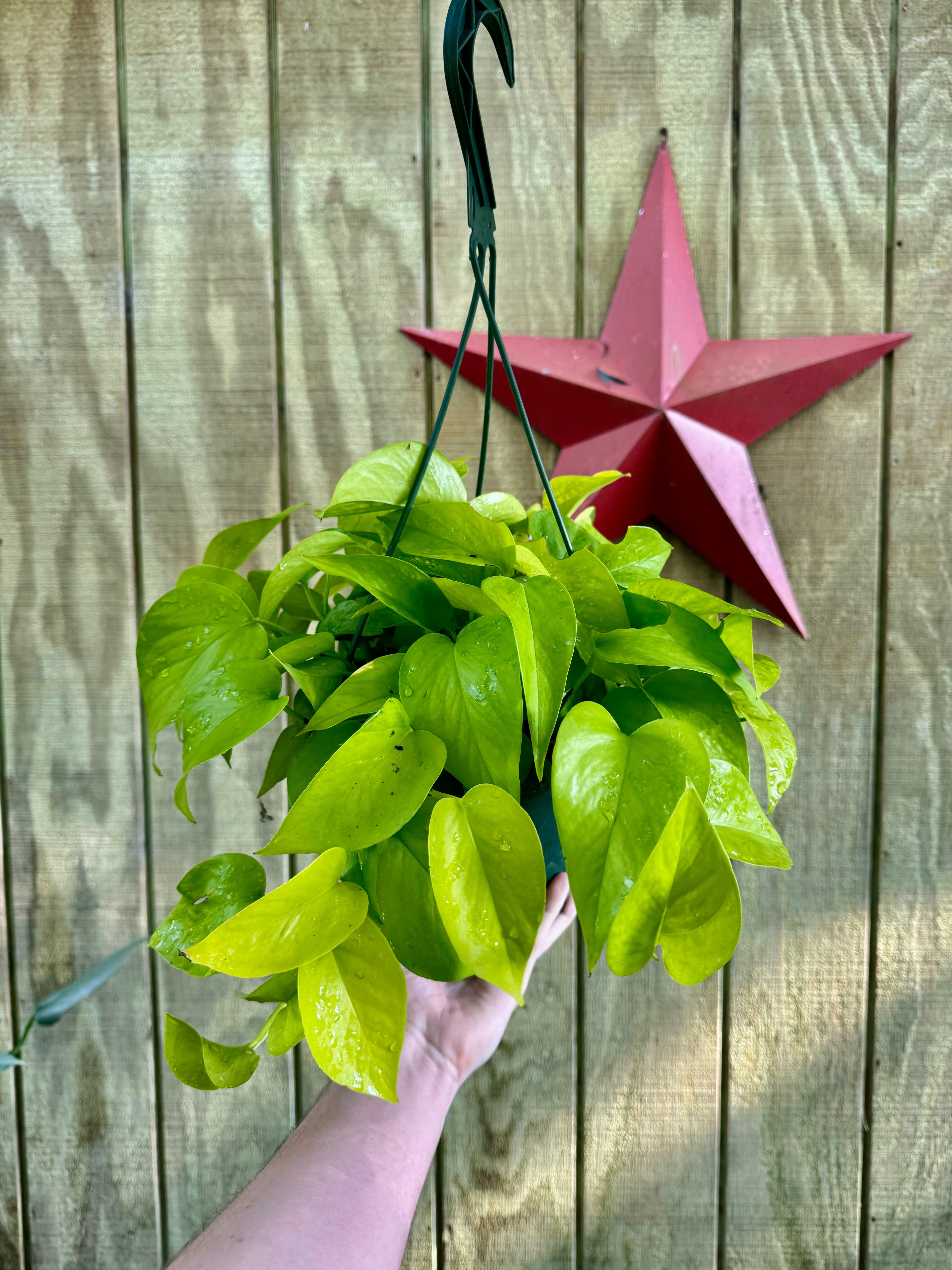 neon pothos or philodendron 8” Neon Pothos