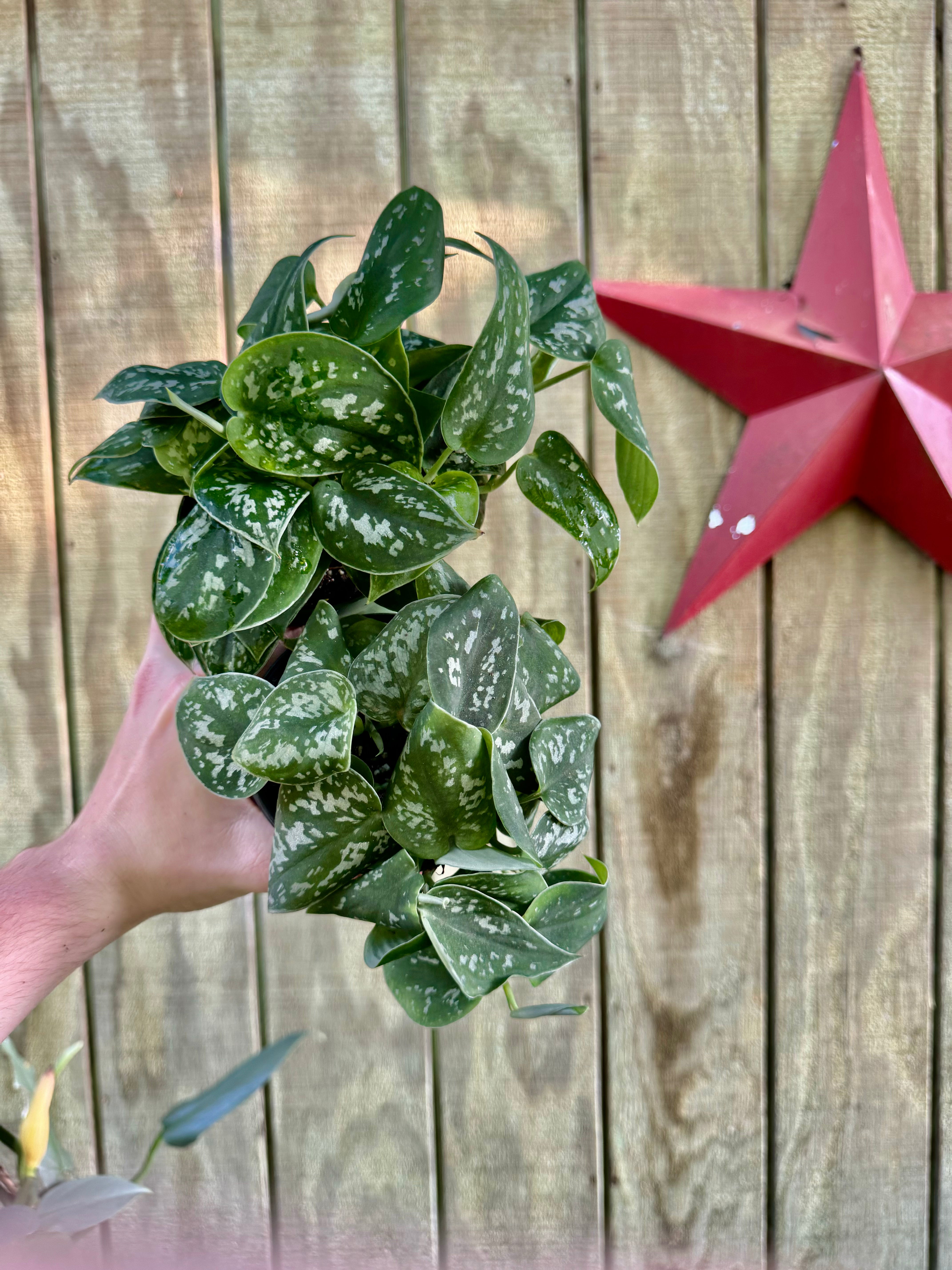 silver ann philodendron 4” Silvery Ann