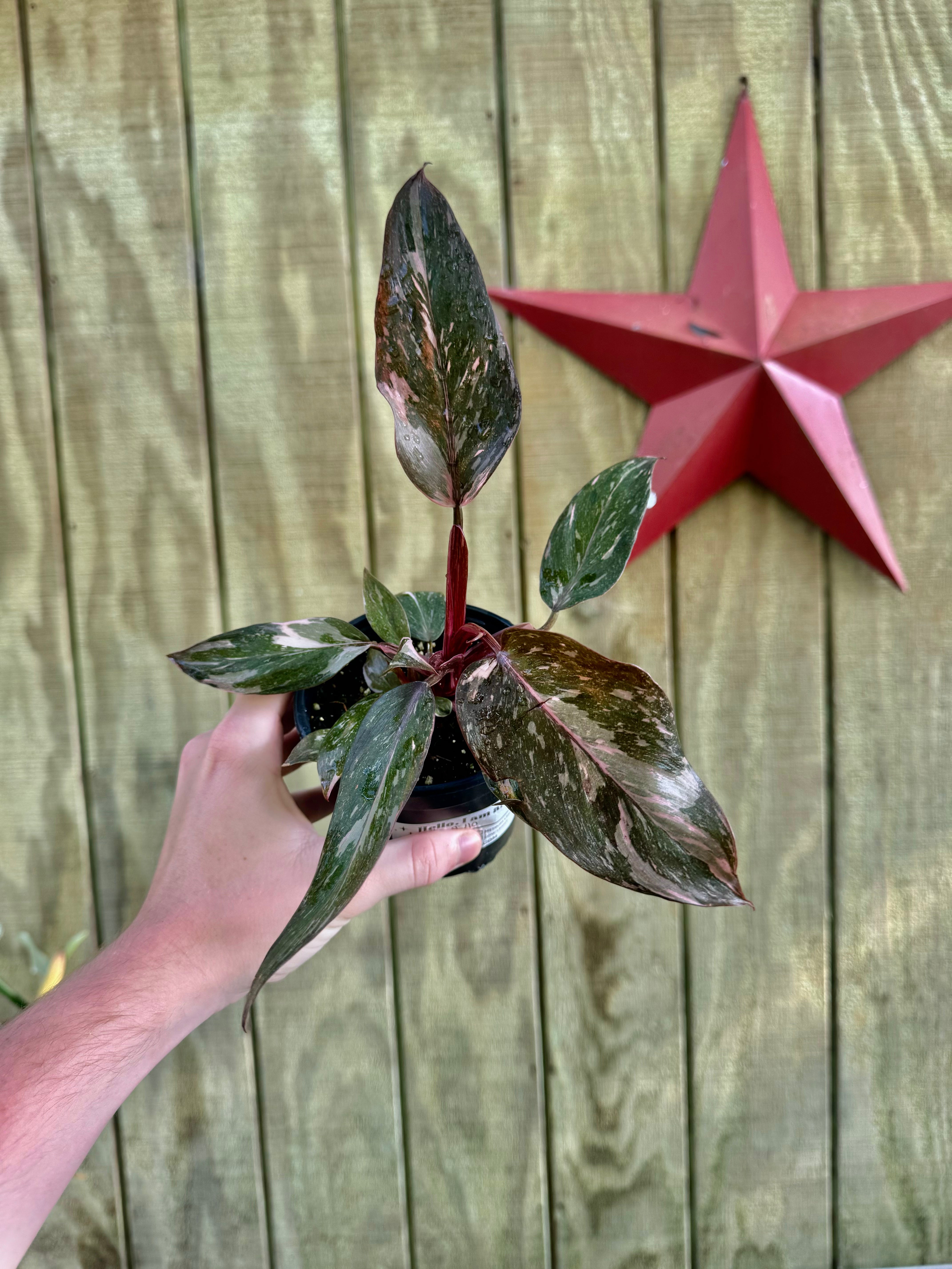 philodendron pink princess marble king Marble Pink Princess