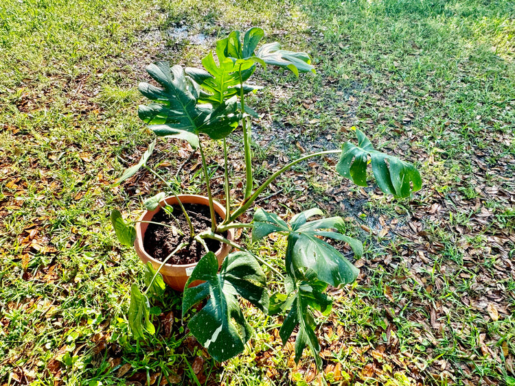8” Monstera Thai