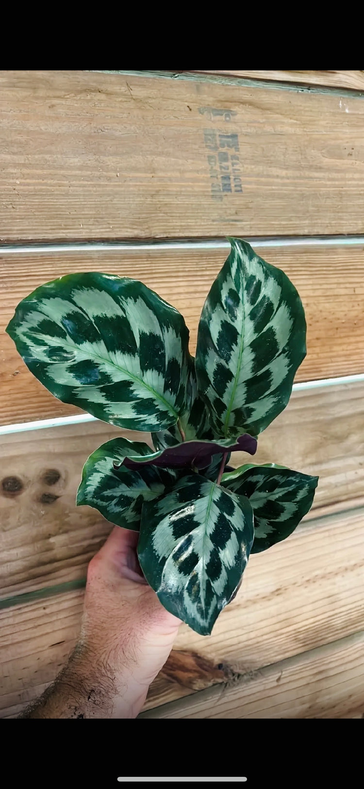 4” Calathea “silver rose”