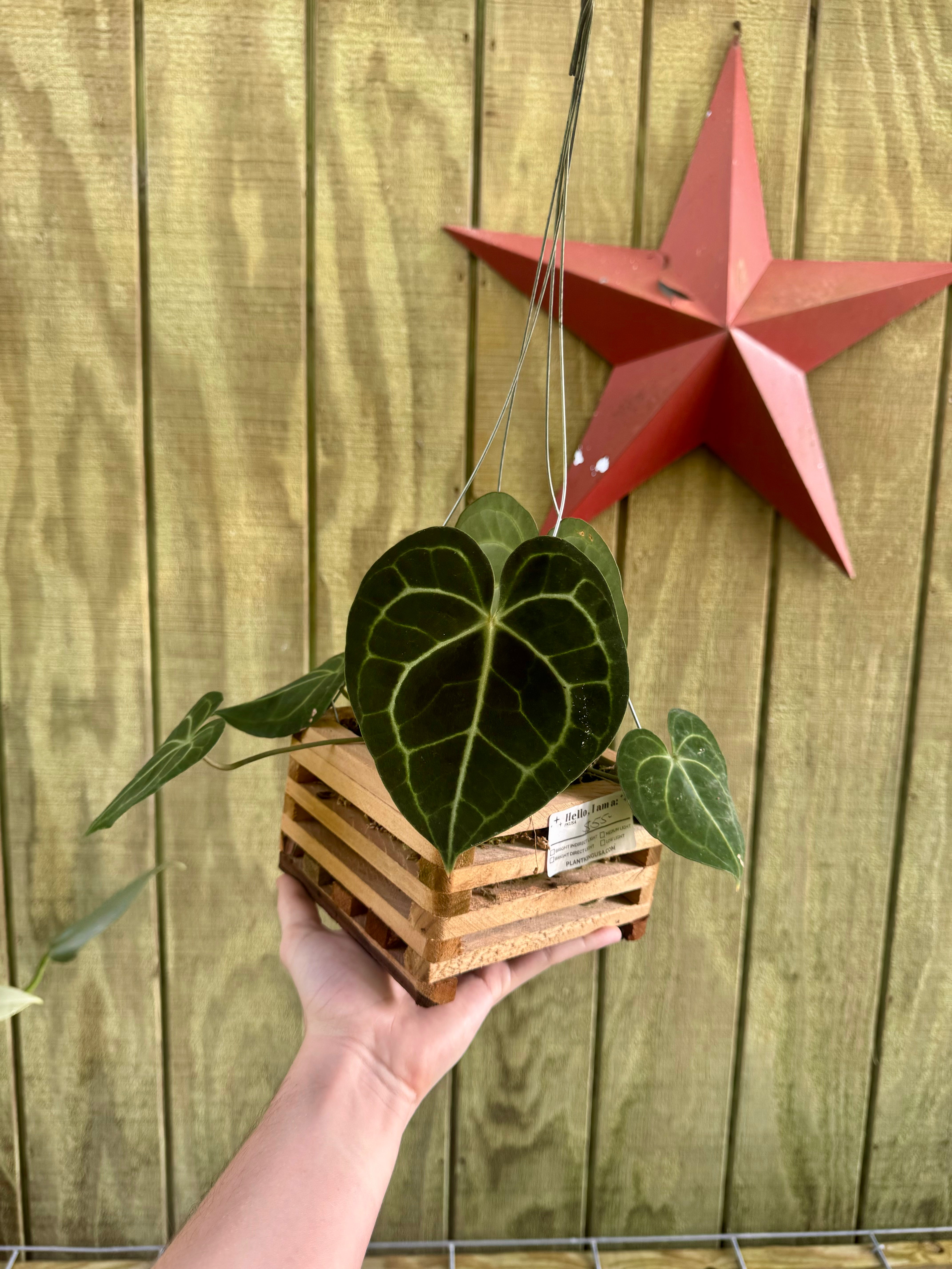 anthurium clarinervium for sale Anthurium Clarinervium