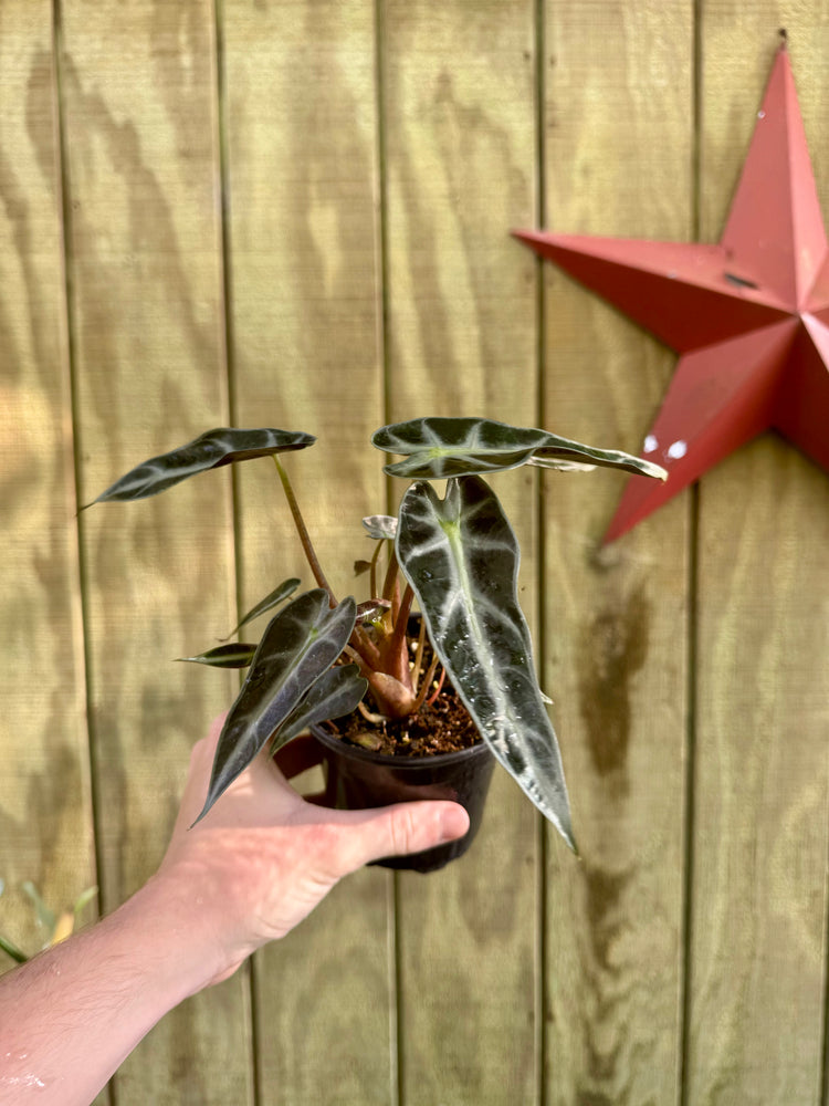 4” Alocasia Bambino