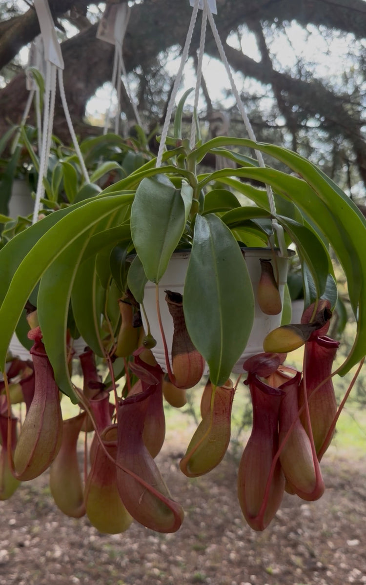 6” Pitcher Plant HB