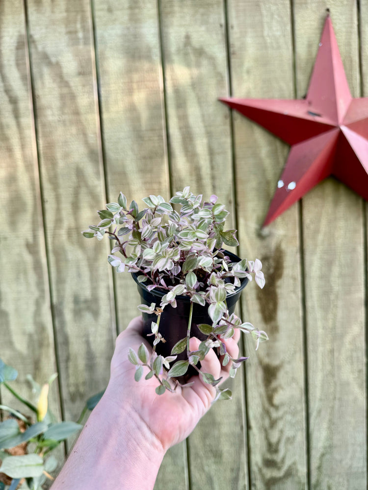 4” Pink Panther Tradescantia