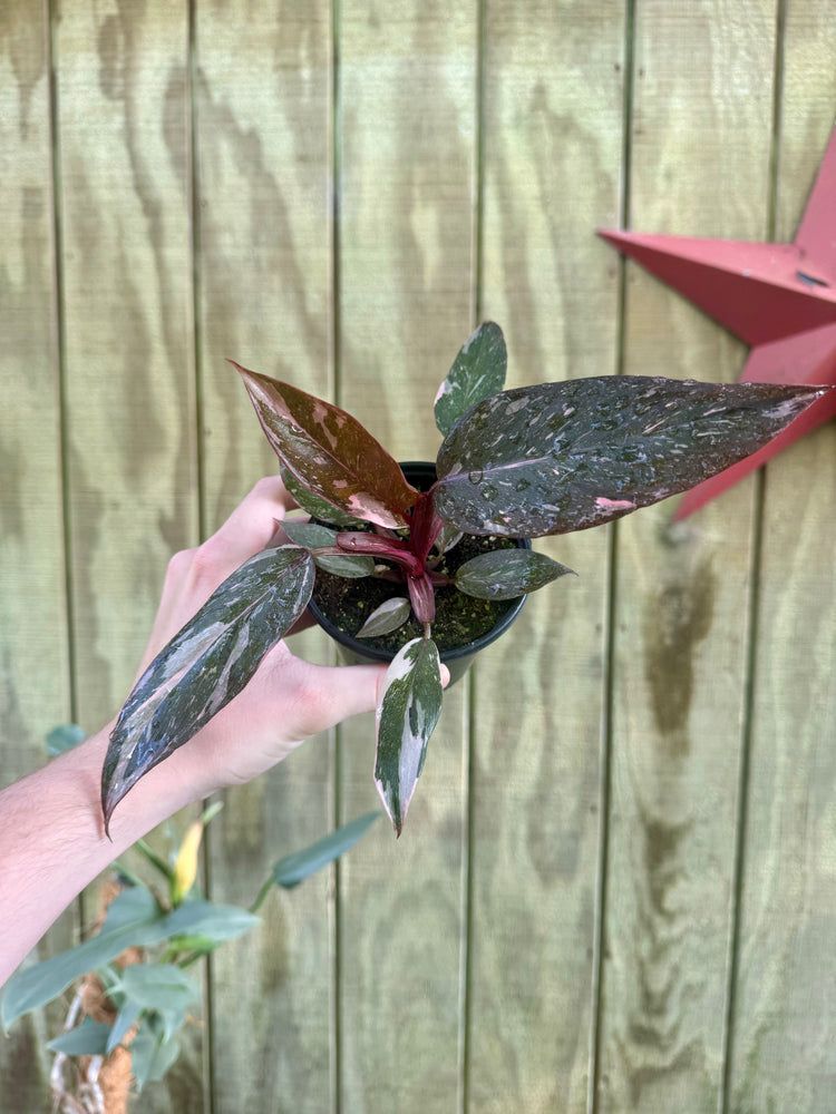 4” Marble Pink Princess