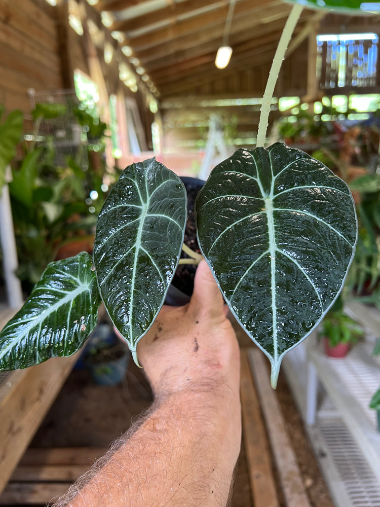 4” Alocasia Black Velvet