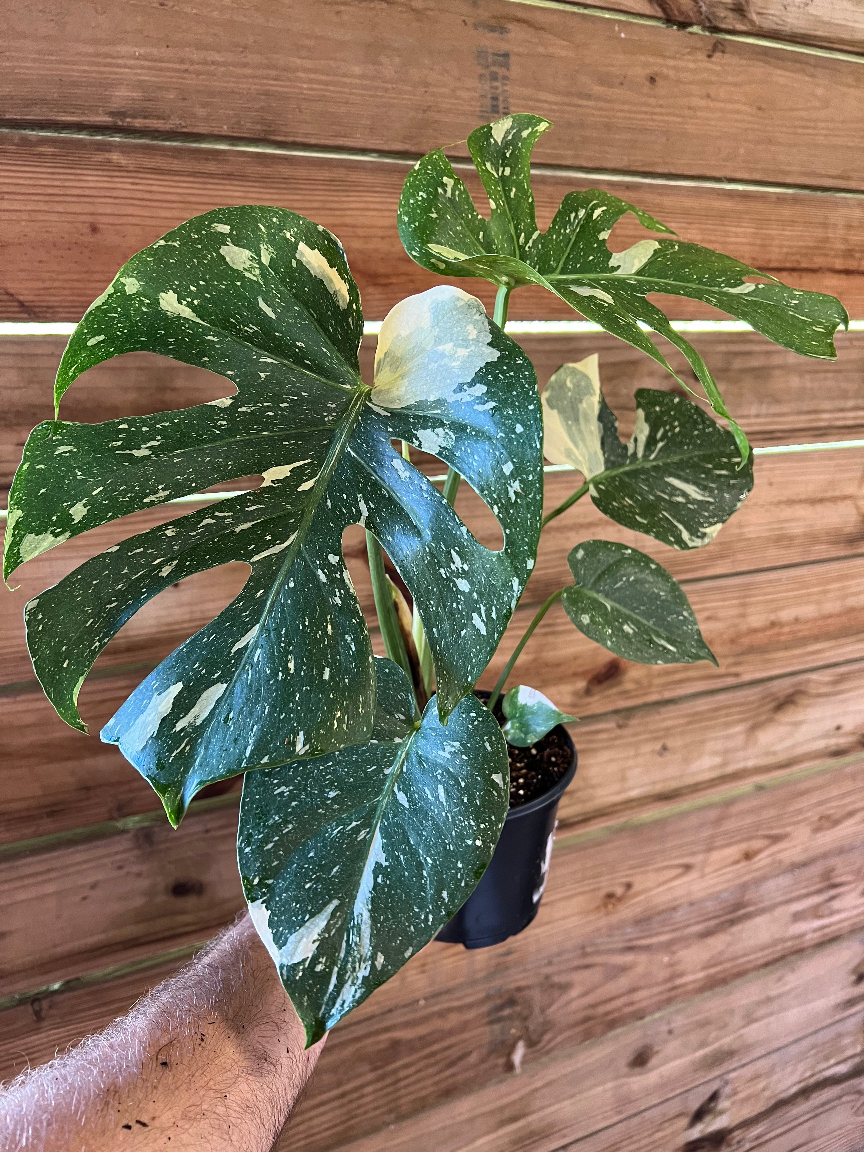 thai monstera plant for sale 6” Monstera Thai