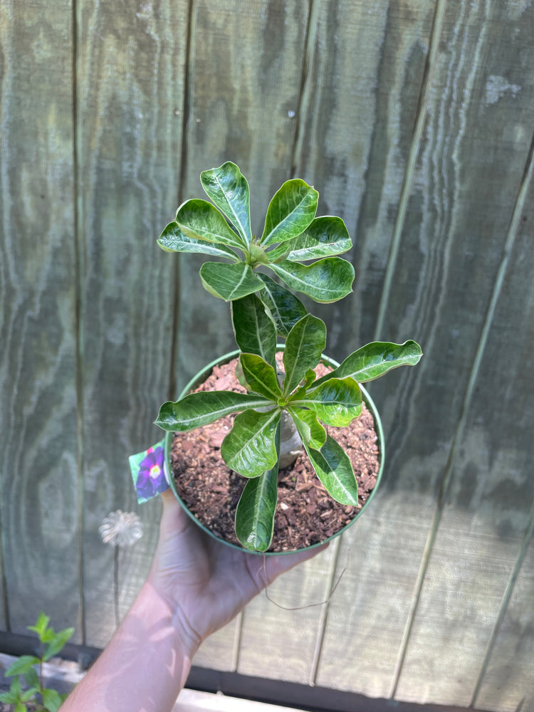 6” Variegated Desert Rose