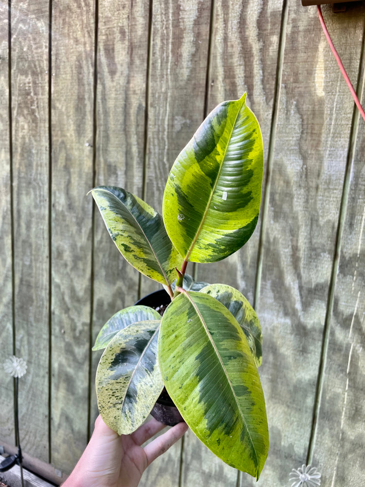 6” Ficus Shivereana