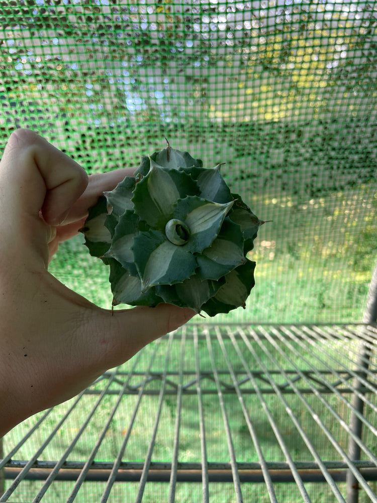 Rare Agave Koi