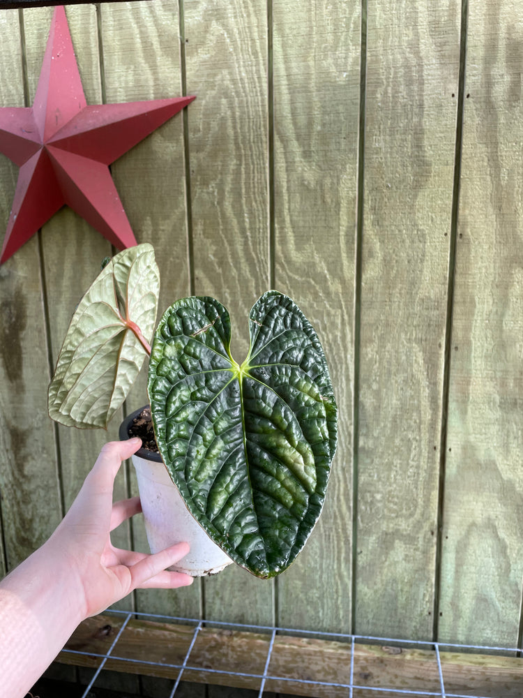 6” Anthurium Luxurians