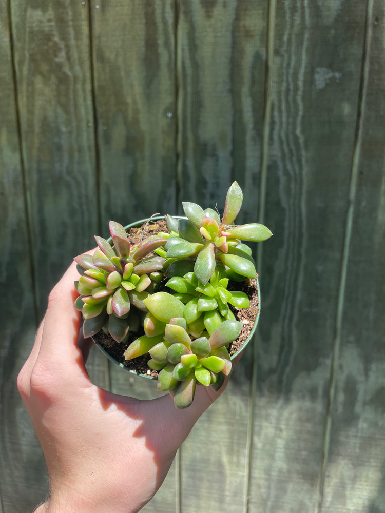 4” Anacamperose