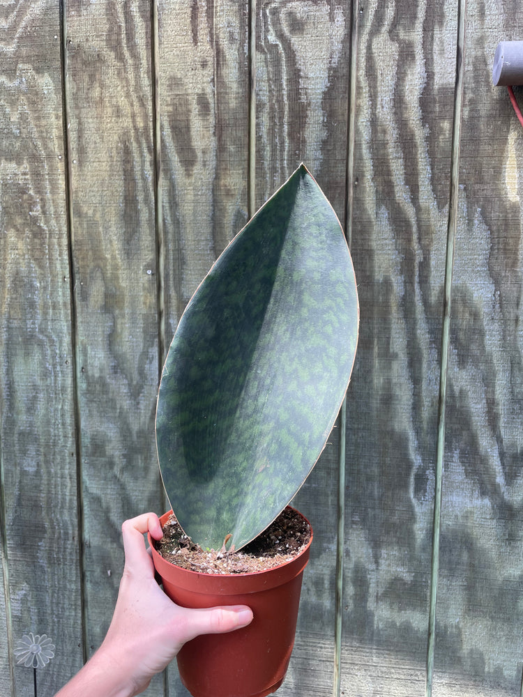 6” Sansevieria Whale Fin