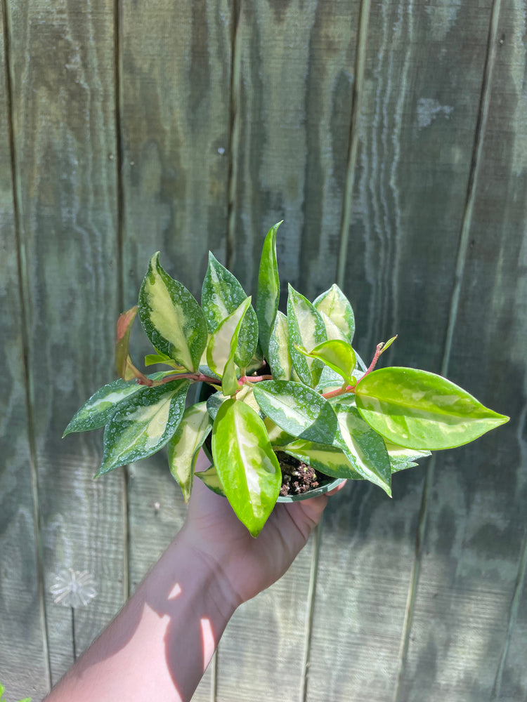 4” Hoya Princess
