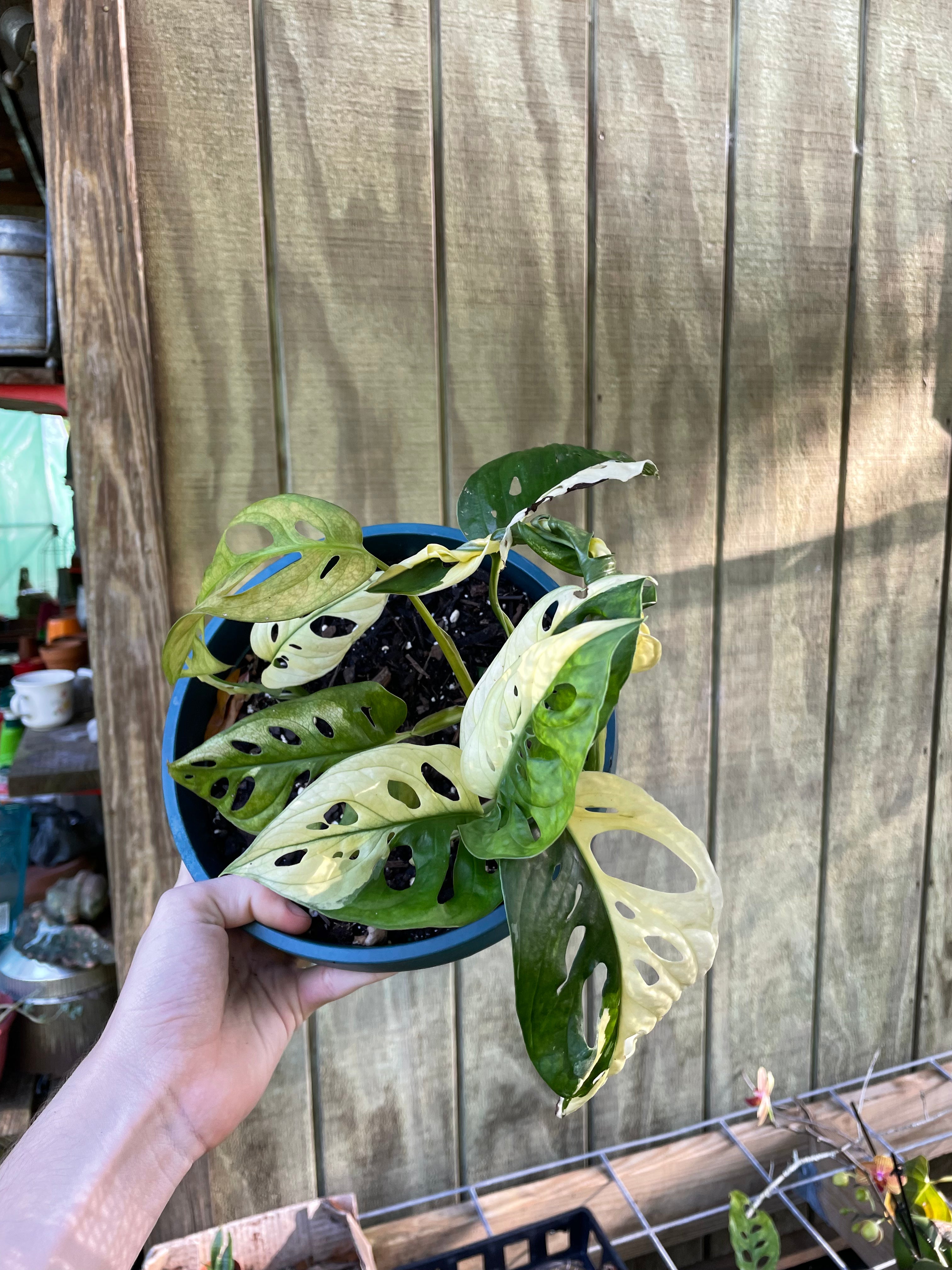 6” Monstera Tri- Color