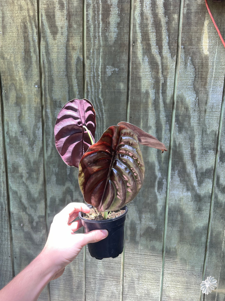 4” Alocasia Cuprea