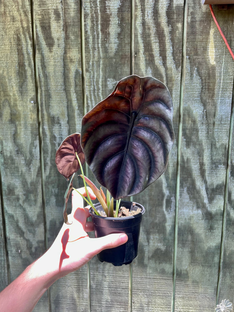 4” Alocasia Cuprea