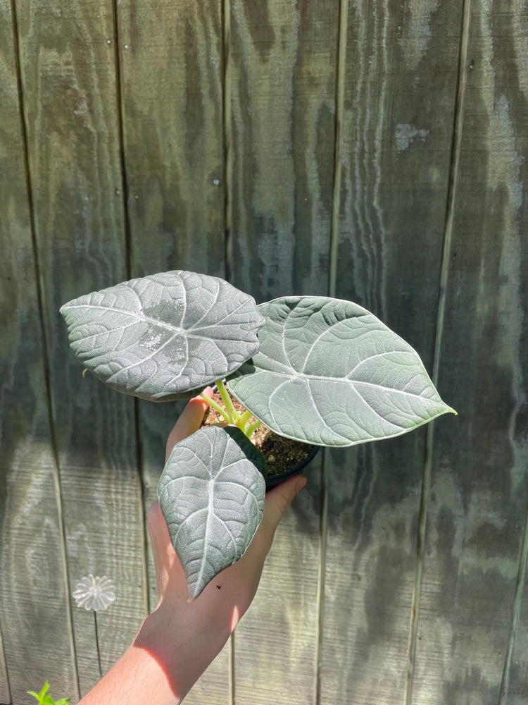 4” Alocasia Maharani
