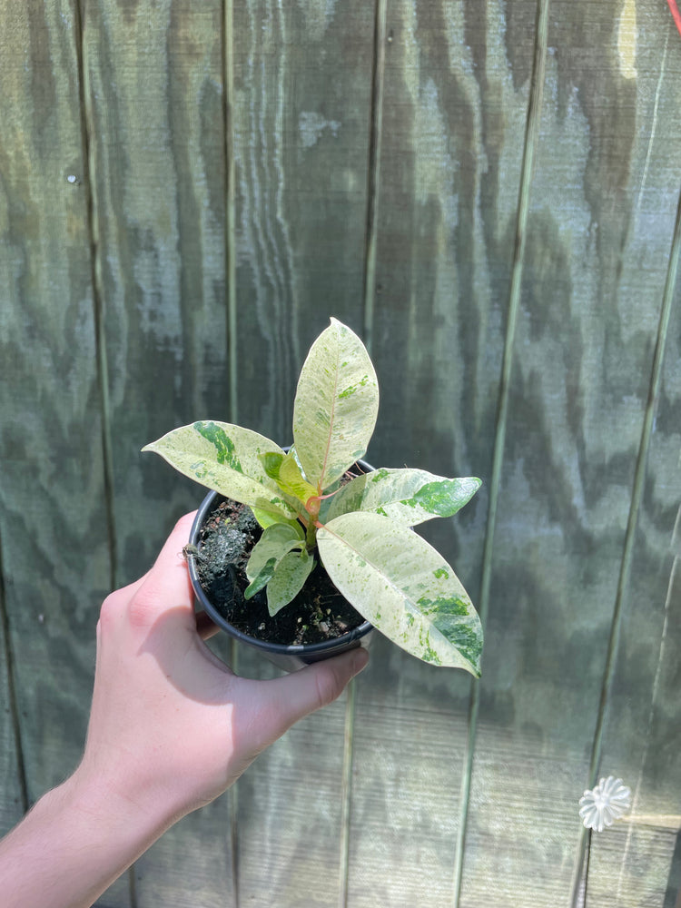 4” Ficus Shivereana