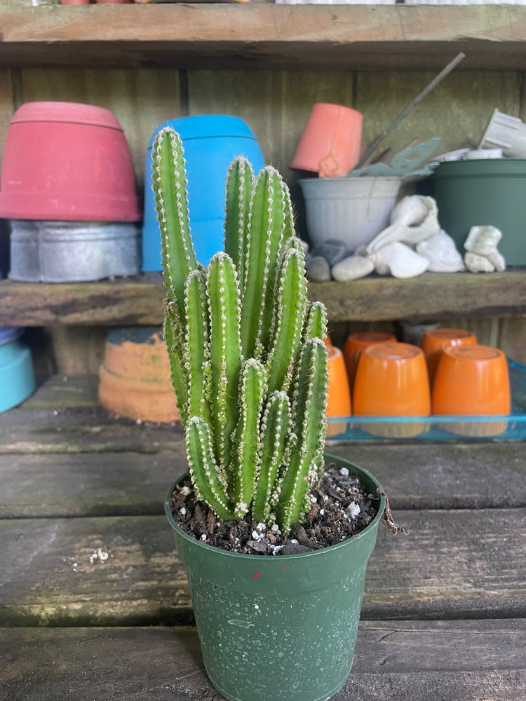 4” Fairy castle cactus