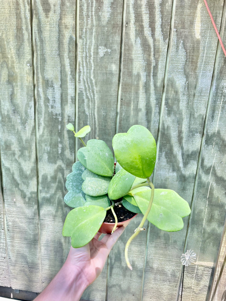 6” Hoya Heart