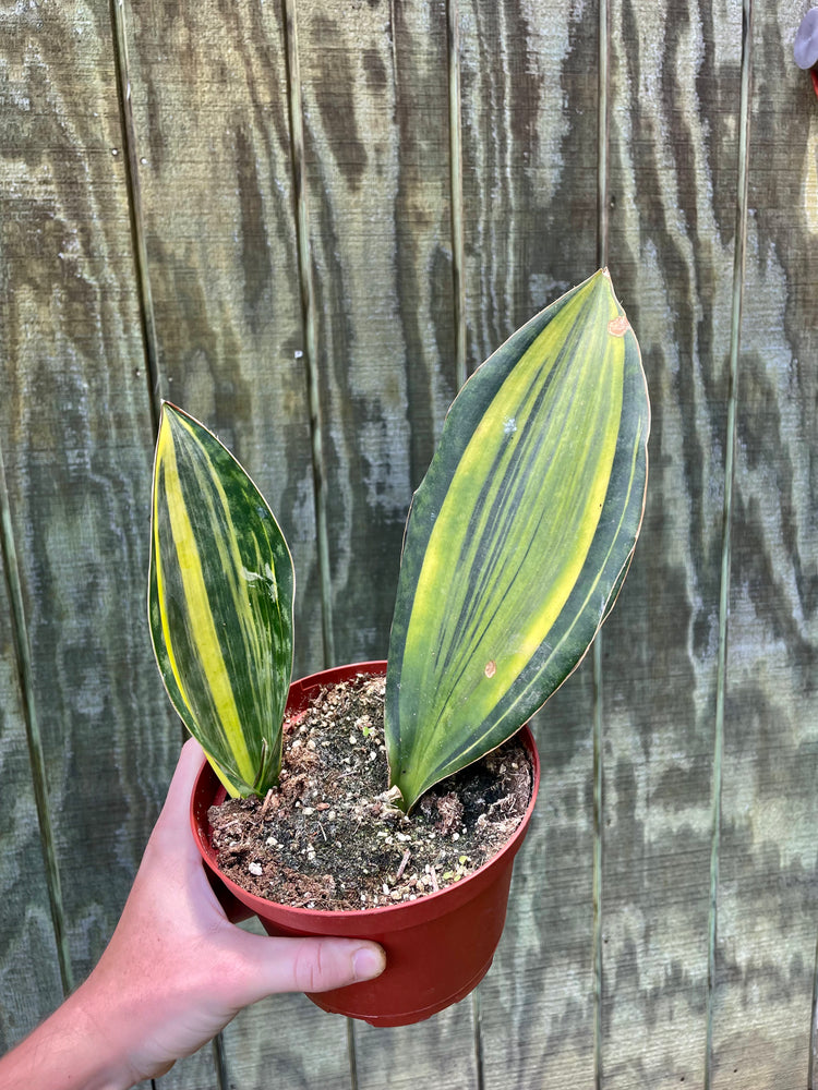 6” Variegated Whale Fin