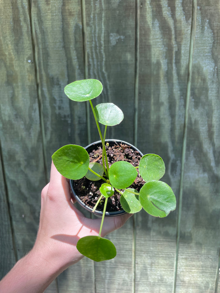 4” Pilea
