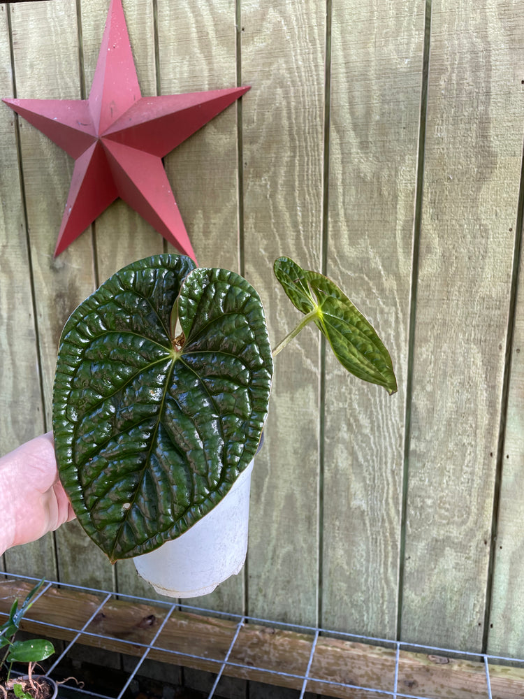 6” Anthurium Luxurians