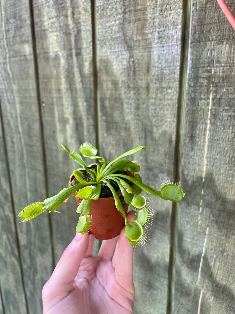 2” Venus Fly trap