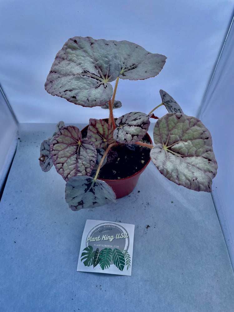 4” Silver Rex Begonia