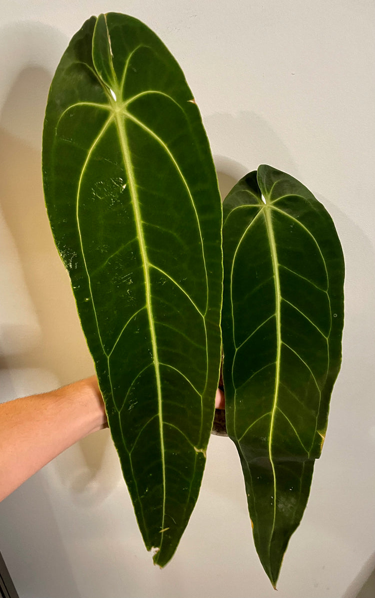 5” Anthurium Warocqueanum