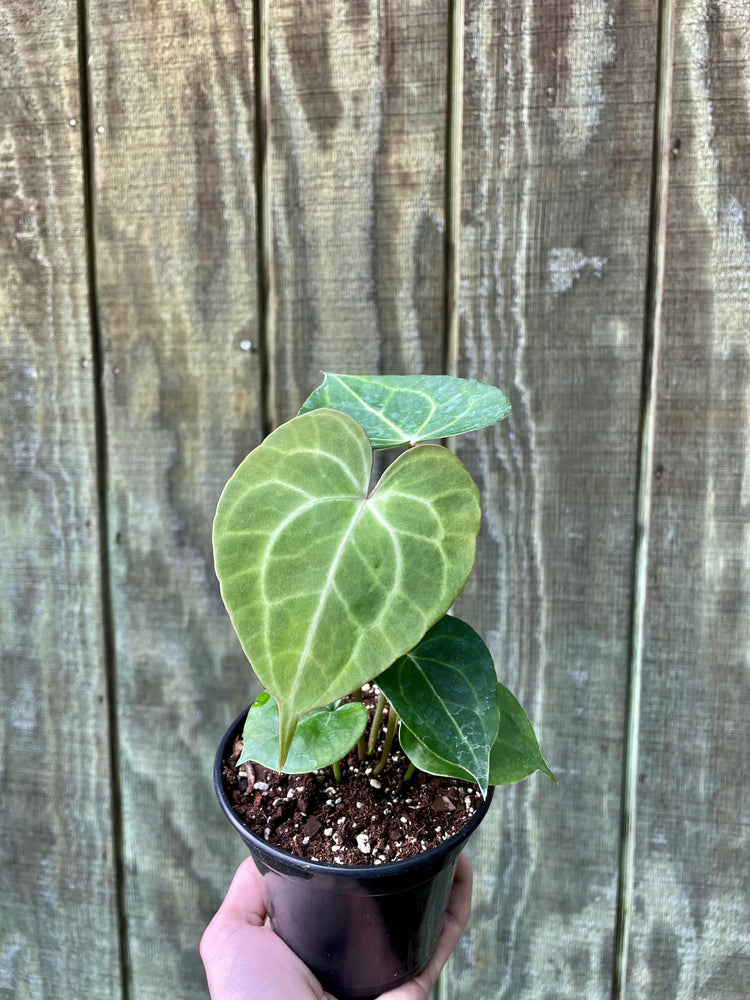 4” Clarinervium ‘B’