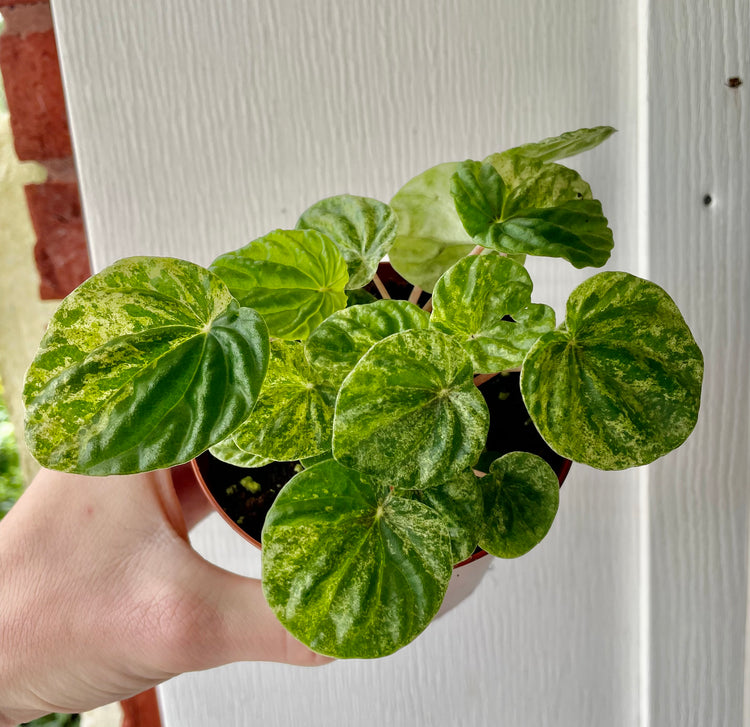 4” & 2” Variegated Ripple Peperomia- Houseplant