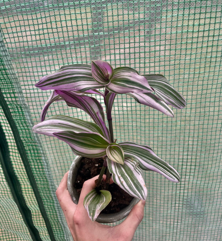 4” Tradescantia Nanouk