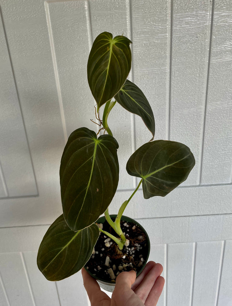 4” Philo Melano (5)