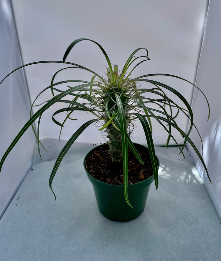 4” Madagascar Palm