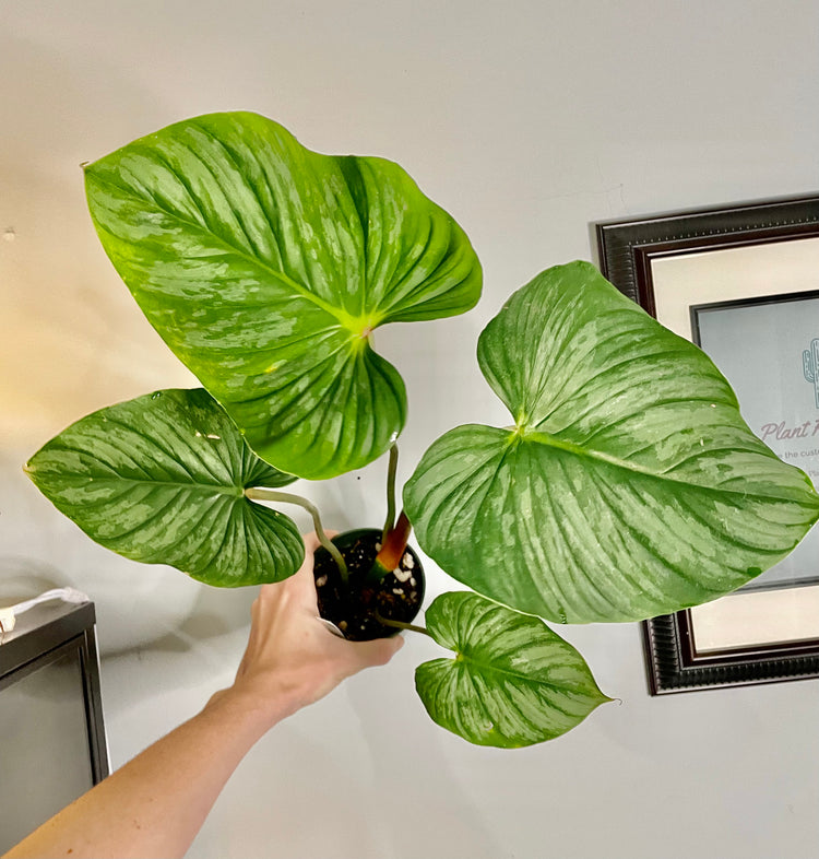 5” Philodendron Mamei (Exact) - Houseplant