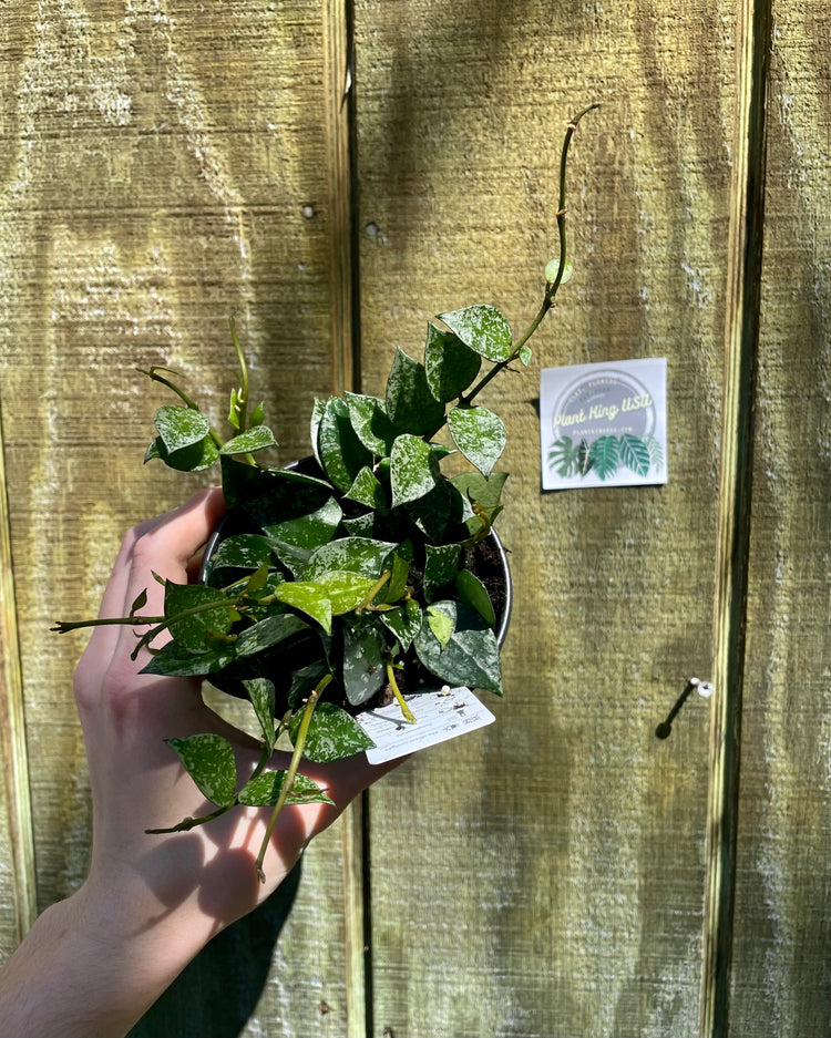 4” Hoya Krohniana Splash
