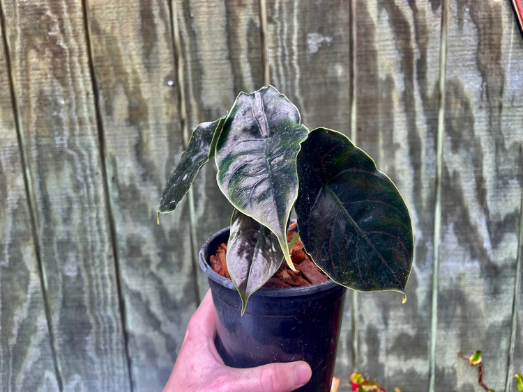 4” Alocasia Azlanii
