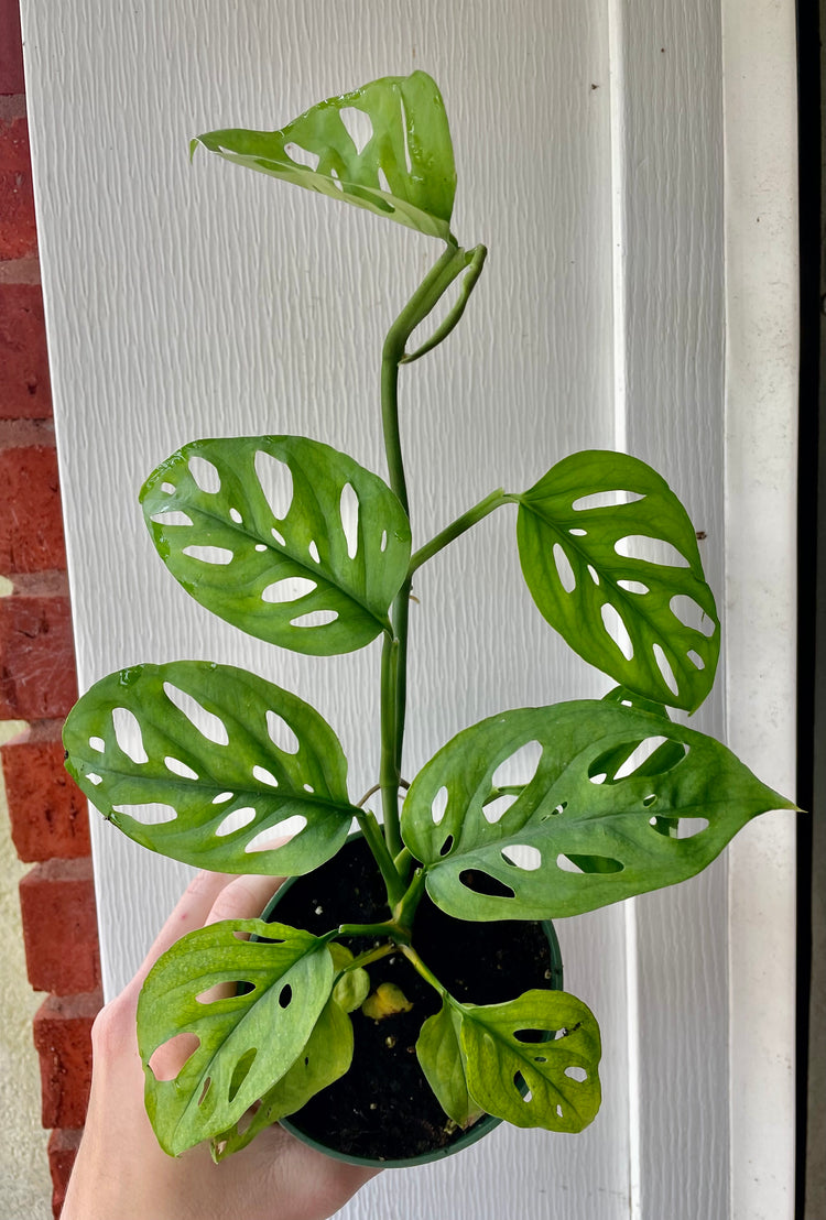 4” Monstera Adanosii Wide Form - Houseplant
