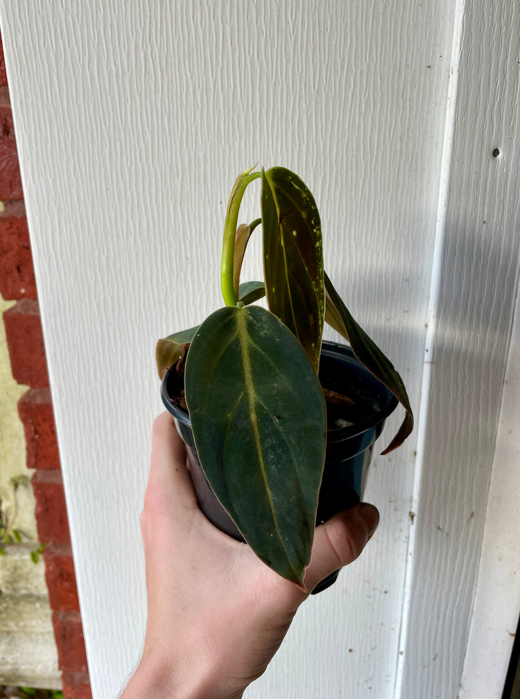 4” Philodendron Gigas