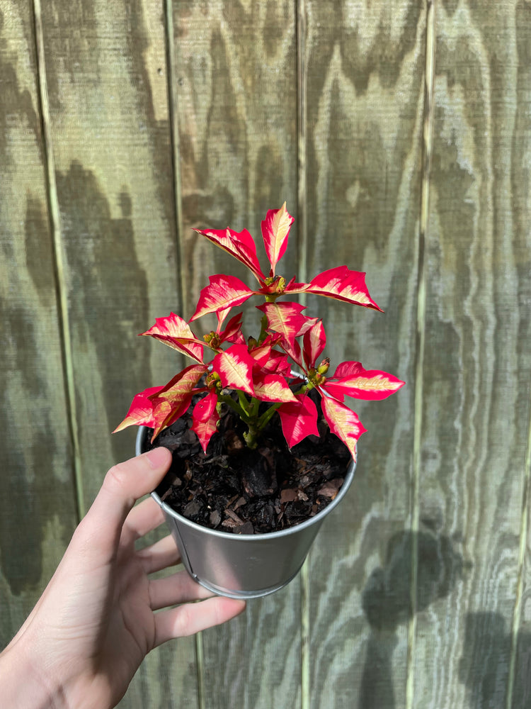 4” Confetti Poinsettia w/ pot